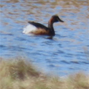 Tachybaptus novaehollandiae (Australasian Grebe) at Mulloon, NSW - 14 Apr 2025 by lbradley
