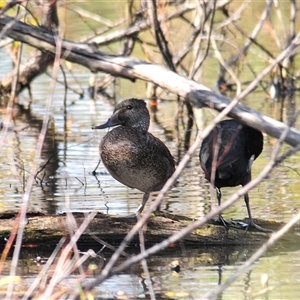 Stictonetta naevosa (Freckled Duck) at Fyshwick, ACT - 14 Apr 2025 by Harrisi