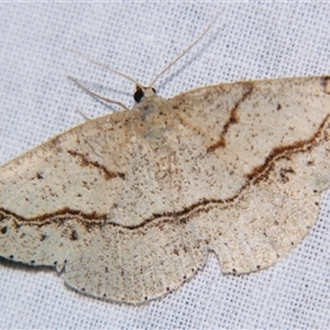 Taxeotis perlinearia at Bolivia, NSW - suppressed