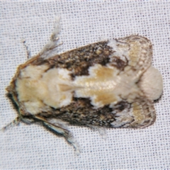 Mecytha fasciata at Bolivia, NSW - suppressed