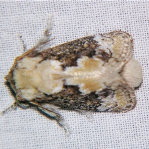 Mecytha fasciata at Bolivia, NSW - suppressed