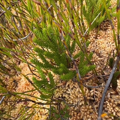 Austrolycopodium fastigiatum (Alpine Club Moss) at Cotter River, ACT - 10 Apr 2025 by LukeMcElhinney