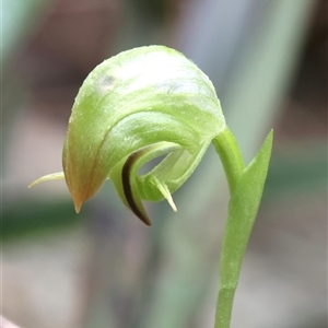 Pterostylis hispidula by Snowflake