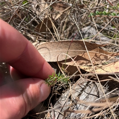 Acrotriche serrulata (Ground-berry) at Tennent, ACT - 16 Nov 2024 by JamesVandersteen