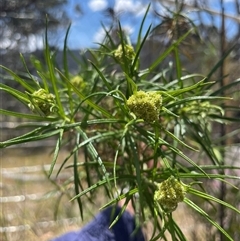 Cassinia longifolia (Shiny Cassinia, Cauliflower Bush) at Tennent, ACT - 16 Nov 2024 by JamesVandersteen
