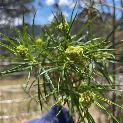 Cassinia longifolia (Shiny Cassinia, Cauliflower Bush) at Tennent, ACT - 16 Nov 2024 by JamesVandersteen