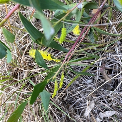 Acacia bulgaensis at Broke, NSW - 7 Apr 2025 by RoyP