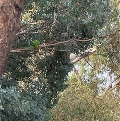 Polytelis swainsonii (Superb Parrot) at Fraser, ACT - 15 Apr 2025 by LouiseSproule
