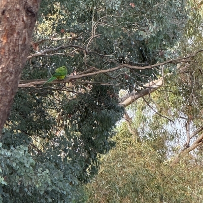 Polytelis swainsonii (Superb Parrot) at Fraser, ACT - 15 Apr 2025 by LouiseSproule
