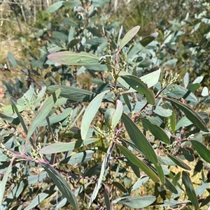 Acacia obliquinervia (Mountain Hickory) at Cotter River, ACT - 27 Dec 2024 by Tapirlord