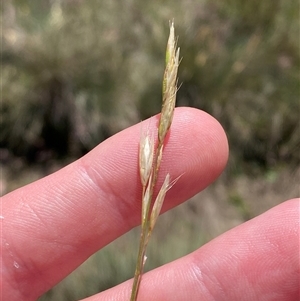 Rytidosperma nudiflorum (Wallaby Grass) at Cotter River, ACT - 27 Dec 2024 by Tapirlord