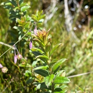 Oxylobium ellipticum (Common Shaggy Pea) at Cotter River, ACT - 27 Dec 2024 by Tapirlord