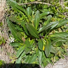 Ajuga australis (Austral Bugle) at Cotter River, ACT - 27 Dec 2024 by Tapirlord