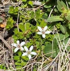 Rhytidosporum alpinum at Cotter River, ACT - 27 Dec 2024 by Tapirlord