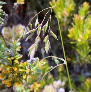 Hookerochloa hookeriana (Hooker's Fescue) at Cotter River, ACT - 27 Dec 2024 by Tapirlord