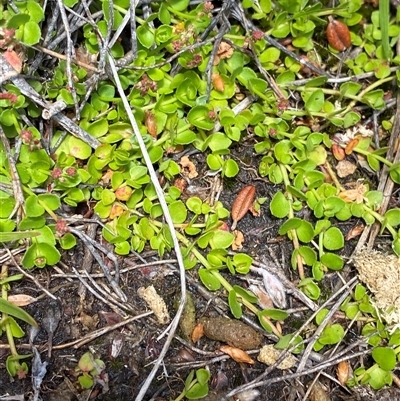 Gonocarpus micranthus subsp. micranthus (Creeping Raspwort) at Cotter River, ACT - 27 Dec 2024 by Tapirlord