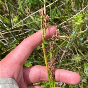 Machaerina rubiginosa at Tharwa, ACT - 14 Dec 2024 02:41 PM
