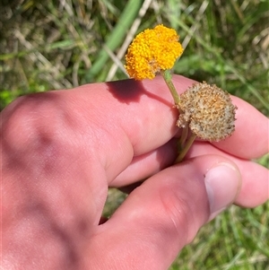 Craspedia crocata at Tharwa, ACT - suppressed