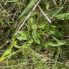 Craspedia crocata at Tharwa, ACT - suppressed