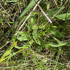 Craspedia crocata at Tharwa, ACT - suppressed