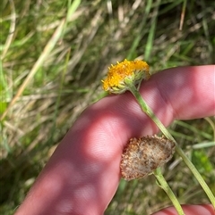 Craspedia crocata at Tharwa, ACT - suppressed