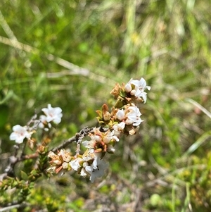 Epacris breviflora at Tharwa, ACT - 14 Dec 2024 01:00 PM