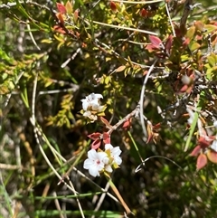 Epacris breviflora at Tharwa, ACT - 14 Dec 2024 01:00 PM