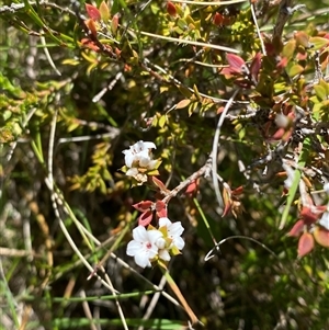 Epacris breviflora at Tharwa, ACT - 14 Dec 2024 01:00 PM