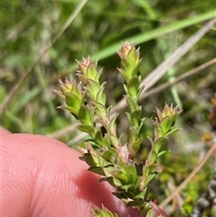 Epacris breviflora at Tharwa, ACT - 14 Dec 2024 01:00 PM