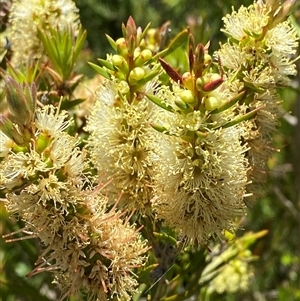 Callistemon pityoides at Tharwa, ACT - 14 Dec 2024 12:54 PM