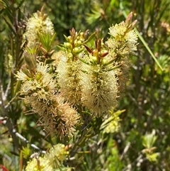 Callistemon pityoides at Tharwa, ACT - 14 Dec 2024 12:54 PM