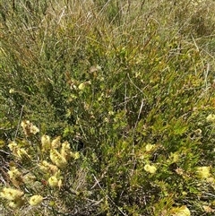 Callistemon pityoides at Tharwa, ACT - 14 Dec 2024 12:54 PM