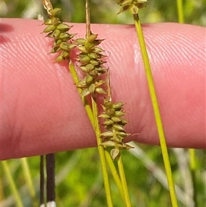 Carex capillacea at Tharwa, ACT - 14 Dec 2024 12:53 PM