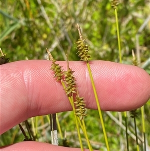 Carex capillacea at Tharwa, ACT - 14 Dec 2024 12:53 PM