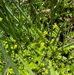 Ranunculus pimpinellifolius at Tharwa, ACT - 14 Dec 2024 12:49 PM