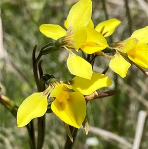 Diuris monticola at Tharwa, ACT - suppressed