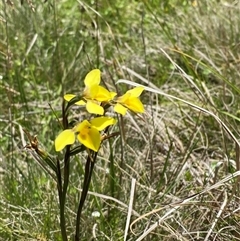 Diuris monticola at Tharwa, ACT - suppressed