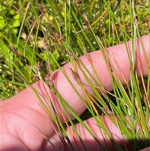 Eleocharis pusilla at Tennent, ACT - 14 Dec 2024 12:45 PM