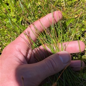 Eleocharis pusilla at Tennent, ACT - 14 Dec 2024 12:45 PM