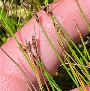 Eleocharis pusilla at Tennent, ACT - 14 Dec 2024 12:45 PM