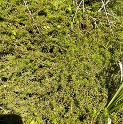 Myriophyllum alpinum at Tennent, ACT - 14 Dec 2024 12:44 PM