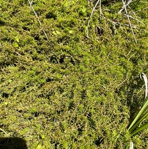 Myriophyllum alpinum at Tennent, ACT - 14 Dec 2024 12:44 PM
