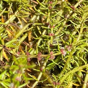 Myriophyllum alpinum at Tennent, ACT - 14 Dec 2024 12:44 PM
