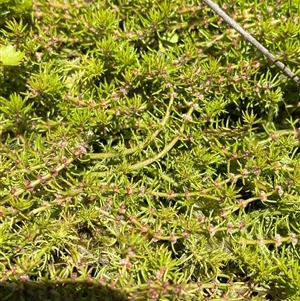 Myriophyllum alpinum at Tennent, ACT - 14 Dec 2024 12:44 PM