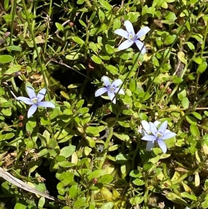 Isotoma fluviatilis subsp. australis at Tennent, ACT - 14 Dec 2024 12:44 PM