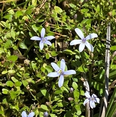 Isotoma fluviatilis subsp. australis at Tennent, ACT - 14 Dec 2024 12:44 PM