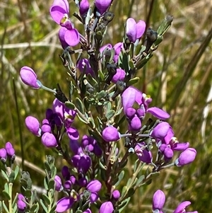 Comesperma retusum at Tennent, ACT - 14 Dec 2024 12:39 PM