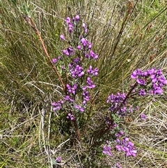 Comesperma retusum at Tennent, ACT - 14 Dec 2024 12:39 PM