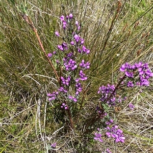 Comesperma retusum at Tennent, ACT - 14 Dec 2024 12:39 PM