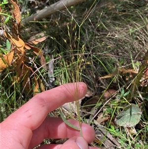 Lachnagrostis aemula at Tharwa, ACT - 14 Dec 2024 12:05 PM